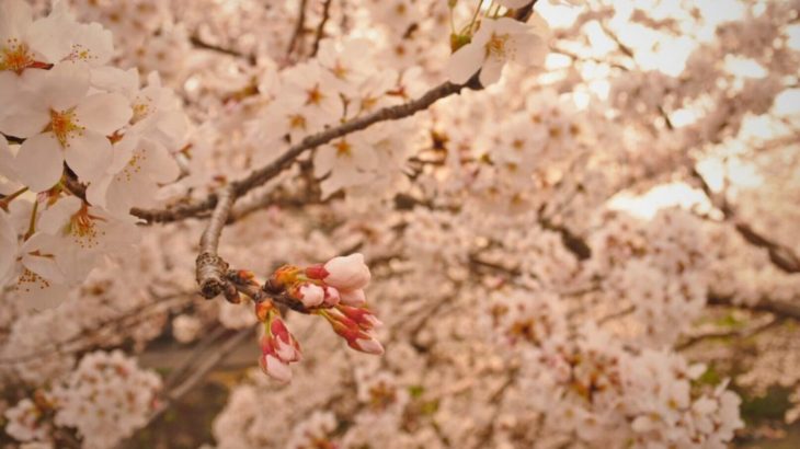 【桜】急げ！春日町民のココロ「黒井川の桜」